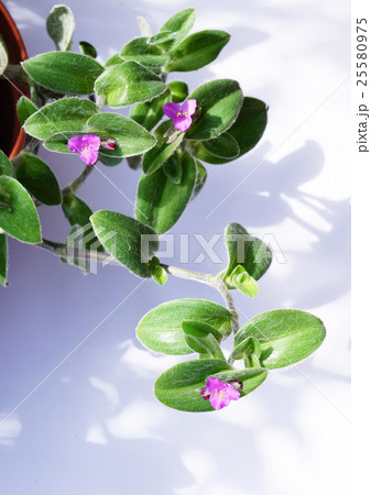 ツユクサの仲間 観葉植物 トラディスカンティア シラモンタナ 3の写真素材