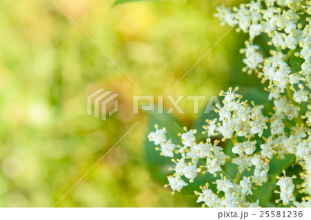 Flowers elderberry, Sambucus nigra, elderberry 25581236