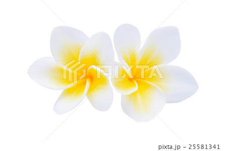 frangipani isolated on white background frangipani isolated on white background 25581341