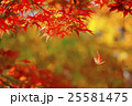 紅葉 25581475