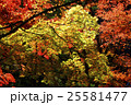 紅葉 25581477