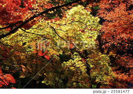 紅葉 25581477