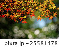 紅葉 25581478