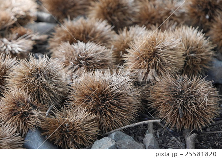 Fallen chestnuts on the ground 25581820