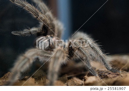 チリアン コモン タランチュラの写真素材