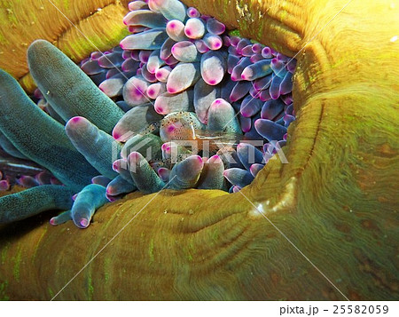 カザリイソギンチャクエビ カザリイソギンチャクエビ 25582059