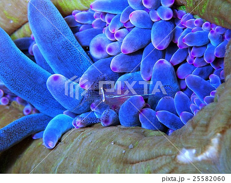 カザリイソギンチャクエビ 25582060