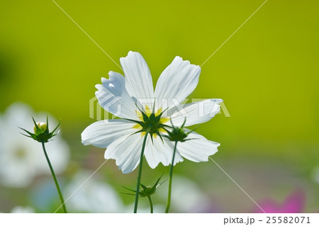 満開のコスモス 25582071