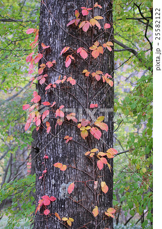 ツタウルシ ツタウルシ 25582122