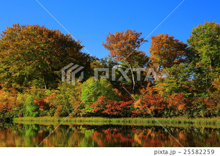秋田県 紅葉の善神沼 秋田県 紅葉の善神沼 25582259