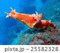 ニシキウミウシ 25582328