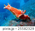 ニシキウミウシ 25582329