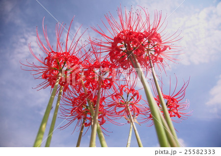 青空に伸びる花 25582333