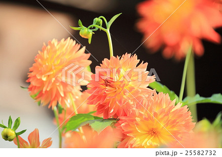 ダリア 25582732