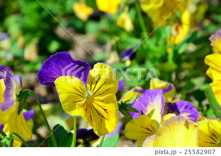 花畑 花畑 25582907