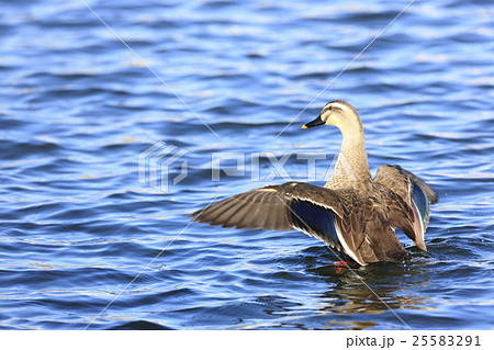 羽ばたくカルガモ 25583291