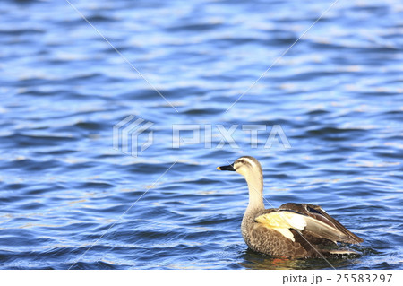 羽ばたくカルガモ 25583297