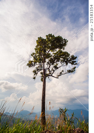 Trees challenge sun, wind 25583354