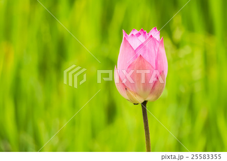 Flowers of Faith 25583355