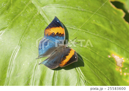 コノハチョウ 25583600