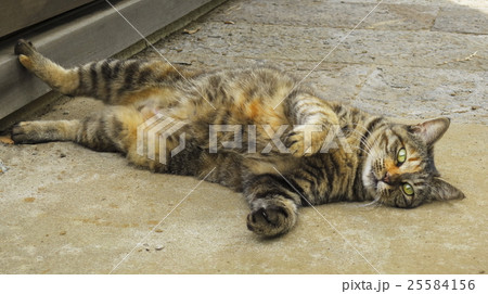 無防備な三毛猫 無防備な三毛猫 25584156