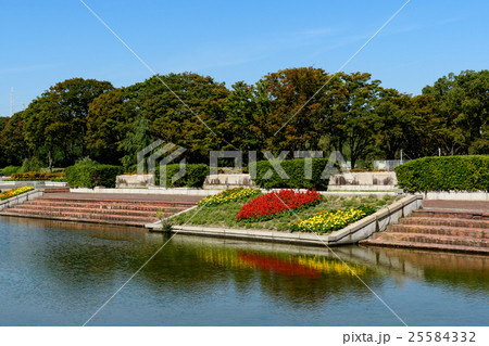 万博記念公園 サルビアとマリーゴールド 万博記念公園 サルビアとマリーゴールド 25584332