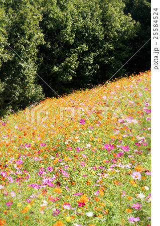 万博記念公園コスモスフェスタ４１ 16の写真素材