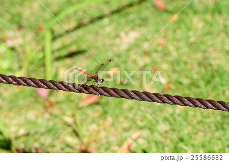 赤とんぼ 25586632