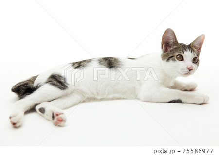 横たわっている猫 25586977