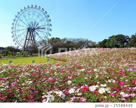 東武動物公園　観覧車とコスモス畑 25588430