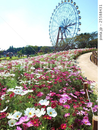 東武動物公園　コスモス畑の散歩道 25588431
