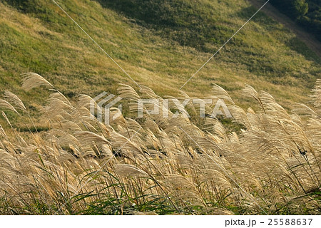 黄金のススキ 黄金のススキ 25588637