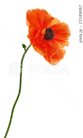 Single poppy isolated on white background.  25589067