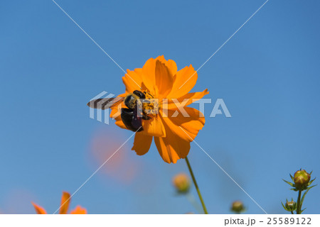Bumblebee and Cosmos 25589122