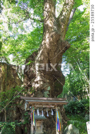 大楠　天然記念物 25589730
