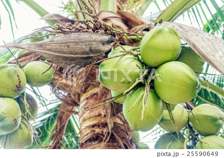 Coconut cluster on tree. 25590649