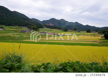 田園風景　黄金色の田んぼ　稲穂　ススキ 25590876