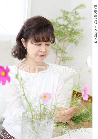 コスモスの花を花瓶に活けるシニア 25590978