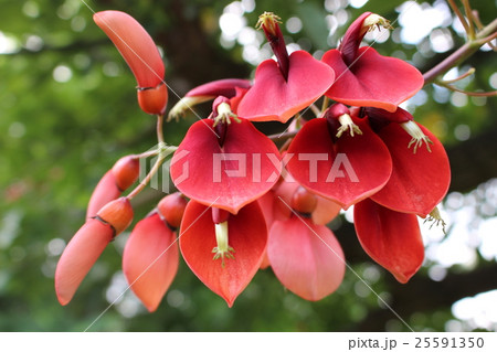 アメリカデイゴの花 25591350