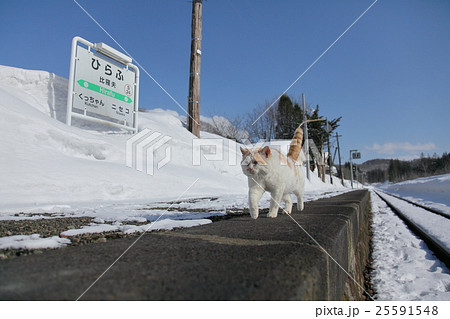 冬のネコ駅長シマタロウ 冬のネコ駅長シマタロウ 25591548
