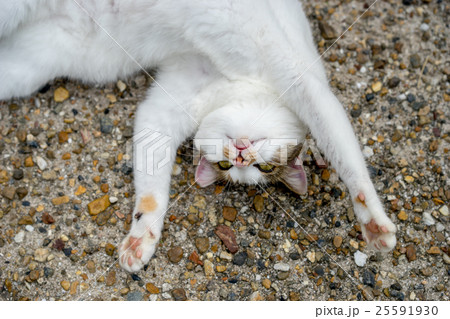 秋のミケっち 25591930