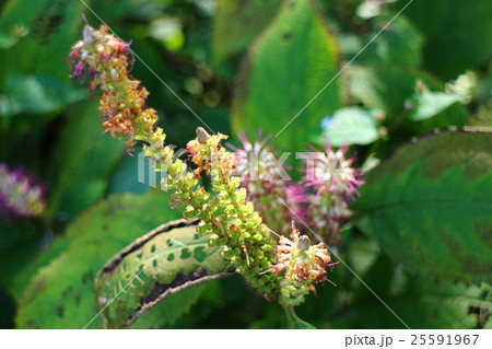 ミカエリソウ Leucosceptrum stellipilum ミカエリソウ Leucosceptrum stellipilum 25591967