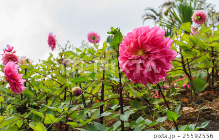 Dahlia flower in garden. 25592556