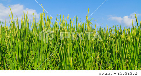 Rice plant with grain. Rice plant with grain. 25592952