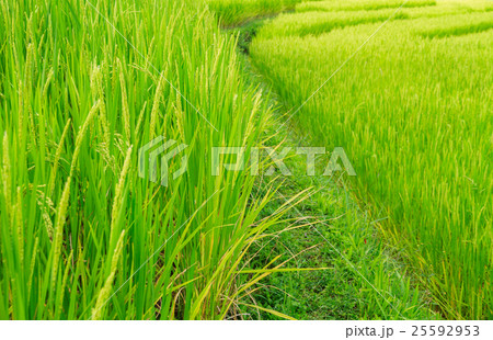 Rice plant with grain. Rice plant with grain. 25592953