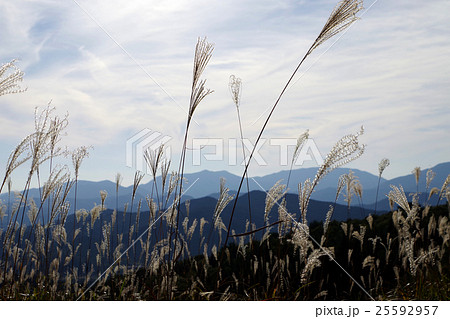 比婆山連邦山並み　ススキ 25592957