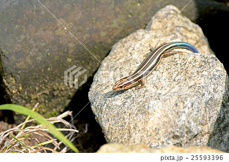 ニホントカゲ ニホントカゲ 25593396