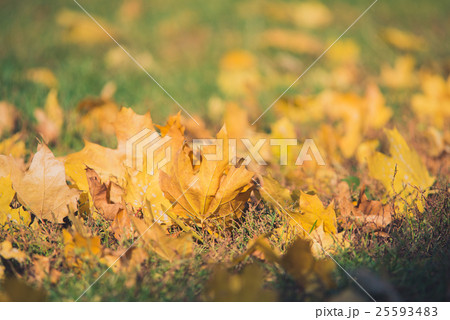 Yellow autumn Maple leaves on green grass. Bokeh Yellow autumn Maple leaves on green grass. Bokeh 25593483