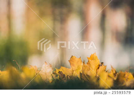 Yellow autumn Maple leaves on green grass. Bokeh Yellow autumn Maple leaves on green grass. Bokeh 25593579