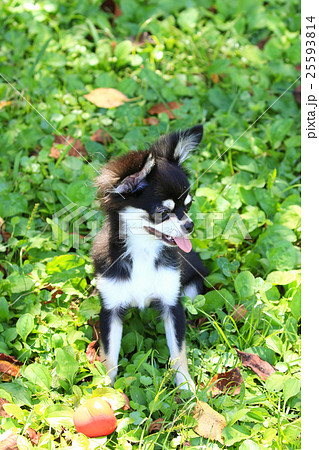 今日も暑いね~♪ 今日も暑いね~♪ 25593814